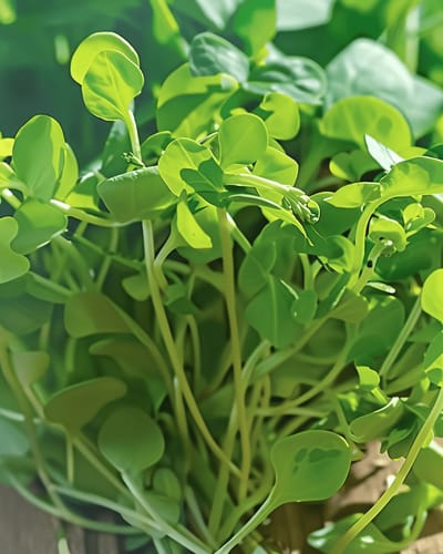 Doperwt Microgreen Zaden Pisum Sativum Eenjarig