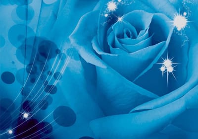 Flower Rose Photo Wallcovering