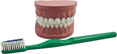 Groot Tandheelkundig Model voor Kinderen - Oefenen Tandenpoetsen en Mondhygiëne