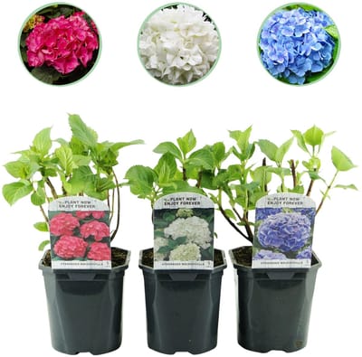 Plantenboetiek.nl | Hortensia - Hydrangea macrophylla Tricolour - Bloem Blauw, Roze en Wit - 3 Planten - Bladverliezend - Weinig Onderhoud - Ø18cm - 30cm hoog - Tuinplant