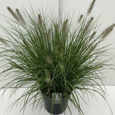 Pennisetum alopecuroides 'Hameln' - 10 liter pot - cm