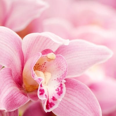Geurolie - Stralende Orchidee - 30 ml