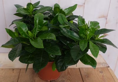 Warentuin natuurlijk - Kamerplant Kaapse Jasmijn Gardenia