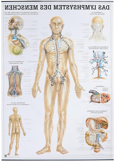 Anatomische Leerkaart - Lymfesysteem Poster - Medische Educatie - Anatomisch Nauwkeurig - 70 x 100 cm - Meerdere Kleuren