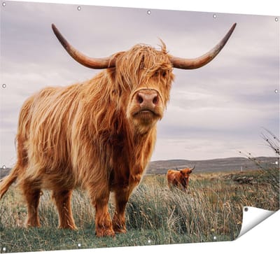 Gards Tuinposter Schotse Hooglander Koeien in de Wei - 160x120 cm - Tuindoek - Tuindecoratie - Wanddecoratie buiten - Tuinschilderij