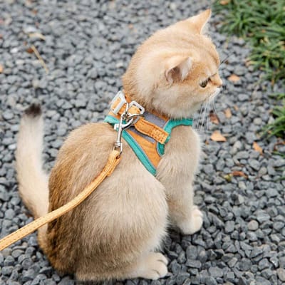 Kattenharnas-riem en halsband set-ontsnappingsbestendig kittenvest harnas voor wandelen-gemakkelijk te controleren nachtveilig huisdierharnas met reflecterende band en belletje voor kleine en grote kittens - Maat M