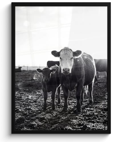 Poster in lijst - Fotolijst 60x80 cm - Posters - Koeien - Zwart - Wit - Posterlijst zwart - Decoratie - Wanddecoratie woonkamer - Muurdecoratie slaapkamer