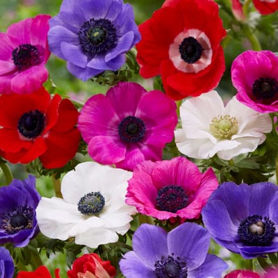 Anemoon (Anemone Coronaria) - de Caen mix - Bijen-Vlinders - Snijbloemen - Zomerbollen - Voorjaarsbollen - Vaste planten