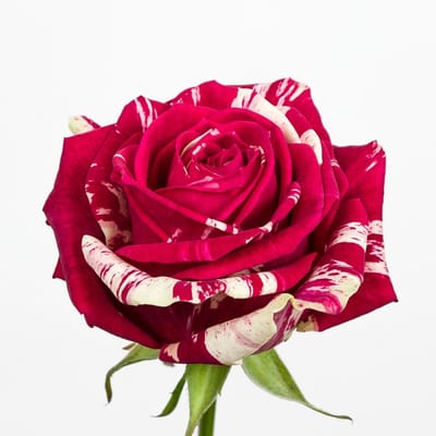 10x Rosa harlequin 50cm