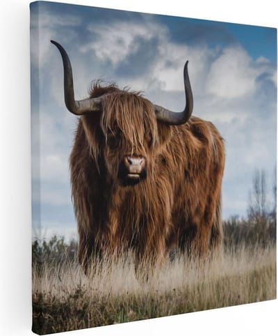 Artaza Canvas Schilderij Schotse Hooglander - 90x90 cm - Wanddecoratie Woonkamer - Muurdecoratie Dieren - Schilderijen Op Canvas