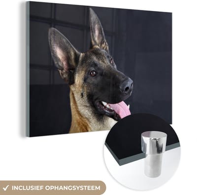 ® Glasschilderij 180x120 cm - Schilderij acrylglas - Een Mechelse herder kijkt omhoog - Foto op glas - Muurdecoratie woonkamer - Wanddecoratie slaapkamer - Schilderijen