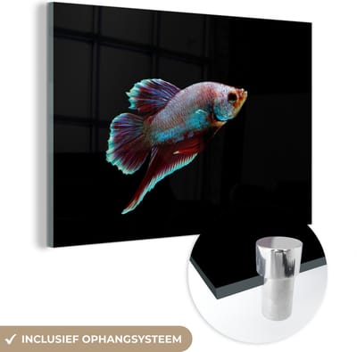 MuchoWow® Glasschilderij 120x80 cm - Schilderij acrylglas - Vis - Dieren - Licht - Foto op glas - Schilderijen