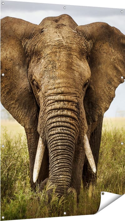 Gards Tuinposter Olifant in het Wild - Kleur - 100x150 cm - Tuindoek - Tuindecoratie - Wanddecoratie buiten - Tuinschilderij