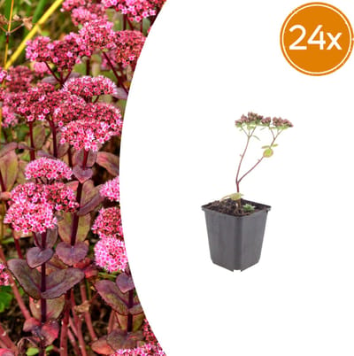 Tuinplantenshop.com | Sedum 'Matrona' | 24 stuks - Ø9cm - 10-25cm hoog - Tuinplant