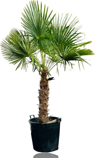 Tropictrees - Palmboom - Trachycarpus Fortunei - Plant - Winterhard - Pot ⌀ 50cm - Hoogte ca. 240cm