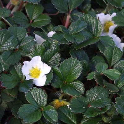 6 x Fragaria Chiloensis - Sieraardbei pot 9x9cm