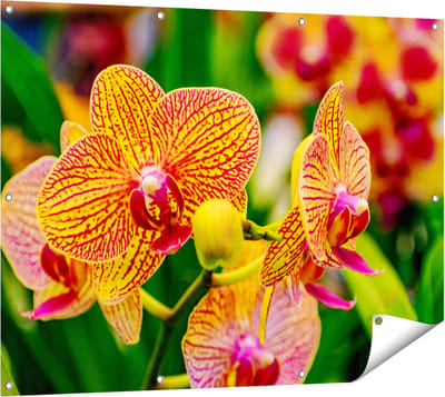 Gards Tuinposter Geel Rode Orchidee Bloemen - 120x90 cm - Tuindoek - Tuindecoratie - Wanddecoratie buiten - Tuinschilderij