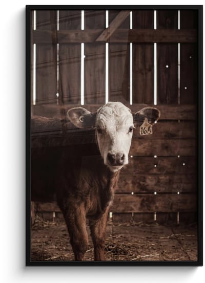 Poster in lijst - Fotolijst 80x120 cm - Posters - Kalf - Oormerk - Houten stal - Posterlijst zwart - Decoratie - Wanddecoratie woonkamer - Muurdecoratie slaapkamer