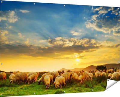 Gards Tuinposter Kudde Schapen op het Gras bij Zonsondergang - 180x120 cm - Tuindoek - Tuindecoratie - Wanddecoratie buiten - Tuinschilderij