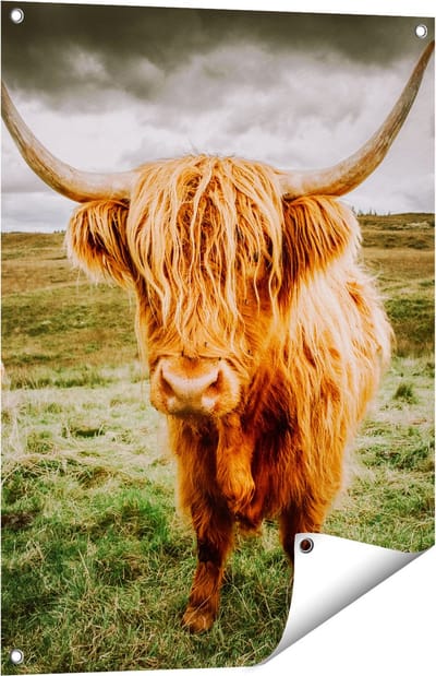 Gards Tuinposter Schotse Hooglanders in de Wei - Kleur - 60x80 cm - Tuindoek - Tuindecoratie - Wanddecoratie buiten - Tuinschilderij