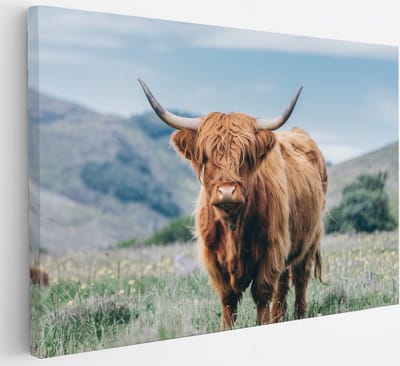 Saammp Canvas Schilderij - Schotse Hooglander Koe - Bloesem - Landschap - Dieren - Natuur - 30x20 - Foto op canvas - Wanddecoratie - muurdecoratie Woonkamer - Slaapkamer decoratie - Canvas Print