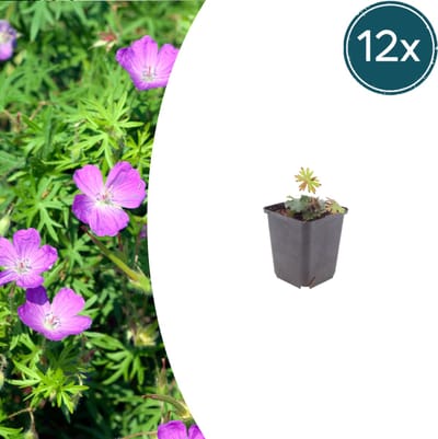 Tuinplantenshop.com | Geranium sanguineum | 12 stuks - Ø9cm - 10-25cm hoog - Tuinplant