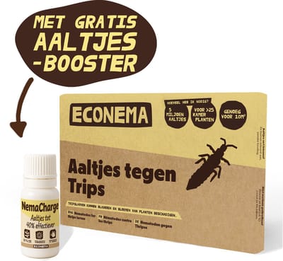 Aaltjes tegen Trips larven - 10 m² – Nu met Aaltjes booster - Trips in kamerplanten – kleine beestjes en bladschade