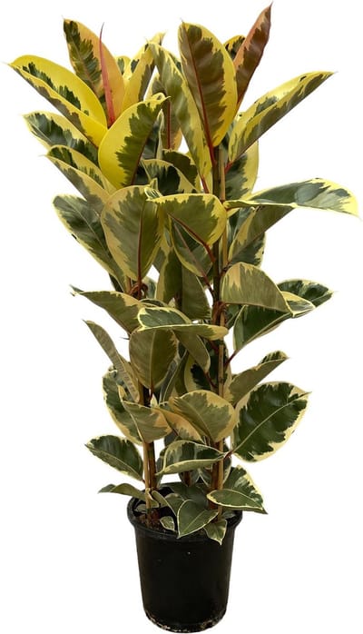 Trendyplants - Ficus Elastica Tineke struik - Rubberboom - Hoogte 150-170 cm - Potmaat Ø28cm