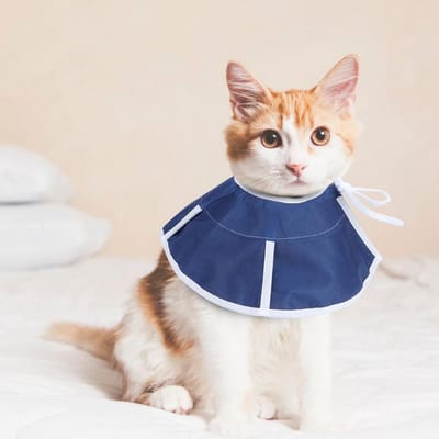 Schattige Huisdier Beschermende Kraag Wondgenezing Anti-Bijt Herstel Elizabeth Circle Verstelbaar voor Kat Hond S beige