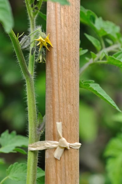 Naturel Kabelmantel, gebogen, 40 cm, ± 600 banden, 200 g