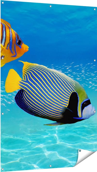 Gards Tuinposter Twee Tropische Vissen in de Rode Zee - 100x150 cm - Tuindoek - Tuindecoratie - Wanddecoratie buiten - Tuinschilderij