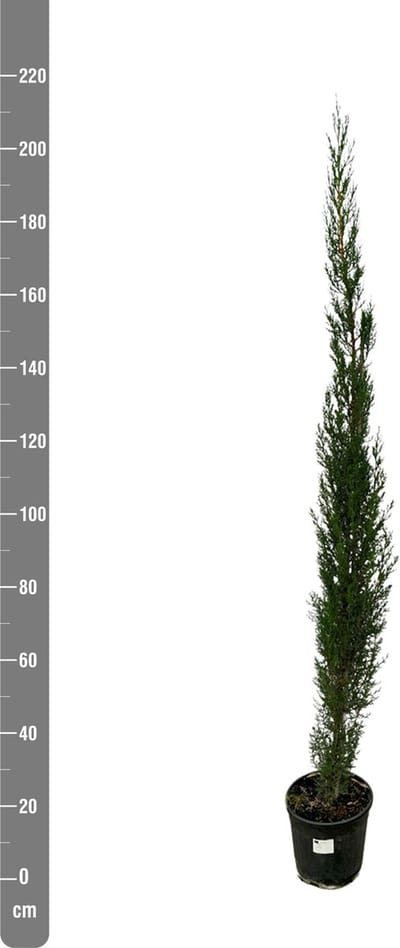 10 x Cupressus piramide - 210cm