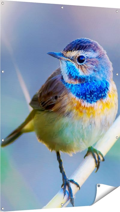 Gards Tuinposter Kleurrijke Blauwborst Vogel op een Tak - 100x150 cm - Tuindoek - Tuindecoratie - Wanddecoratie buiten - Tuinschilderij