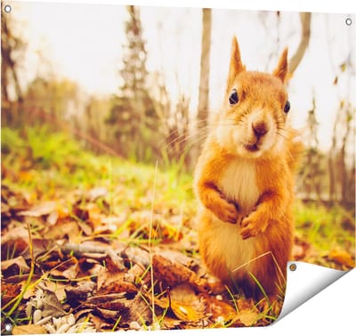 Gards Tuinposter Eekhoorn in het Bos tijdens de Herfst - 100x80 cm - Tuindoek - Tuindecoratie - Wanddecoratie buiten - Tuinschilderij