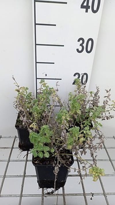 6x Kattekruid - Nepeta faas. 'Alba' | 9x9 cm pot