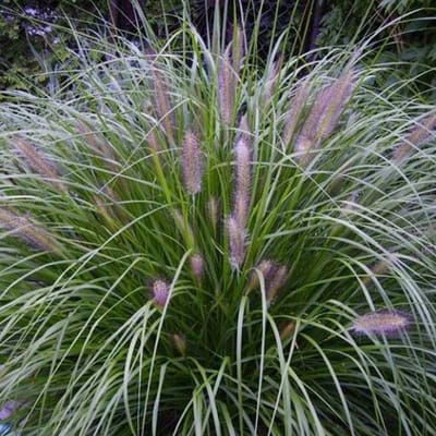 6 x Pennisetum Alopecuroides 'Japonicum' - Lampepoetser - pot 9 x 9 cm - Delicate Schoonheid in de Herfsttuin