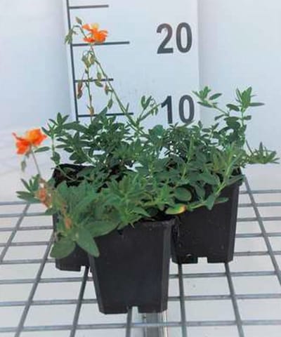 6x Zonneroosje - Helianthemum hybr. 'Bronzeteppich' | 9x9 cm pot