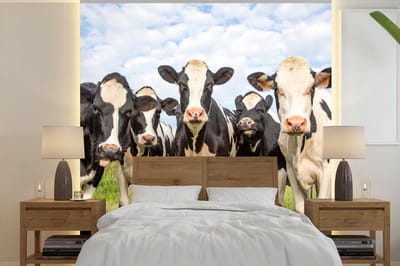 Behang - Fotobehang Koeien - Weiland - Dieren - Natuur - Gras - Breedte 300 cm x hoogte 300 cm