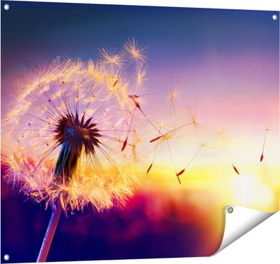 Gards Tuinposter Paardenbloem tijdens Zonsondergang - 100x80 cm - Tuindoek - Tuindecoratie - Wanddecoratie buiten - Tuinschilderij