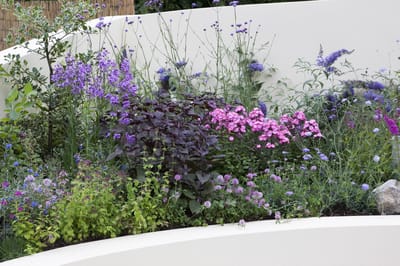 Tuinborder Vlinder en Bijen Modeste Herwig (60 planten) - Bijen-Vlinders - Bodembedekkers - Geurend - Snijbloemen - Vaste planten