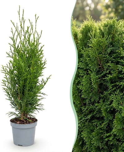 Green boutiQ - 16x Thuja occidentalis Smaragd - Levensboom - Haagplanten - Groenblijvend - Groen - Pot 9cm - Hoogte 20-30cm