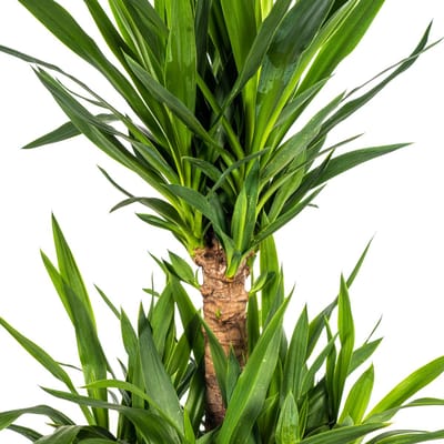 Yucca Elephantipes Ø30cm - 100cm - Makkelijke hoge kamerplant - Groen - Palmlelie
