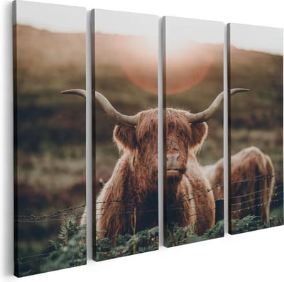Artaza Canvas Schilderij Vierluik Schotse Hooglander Koe In De Zon - 80x60 - Foto Op Canvas - Canvas Print