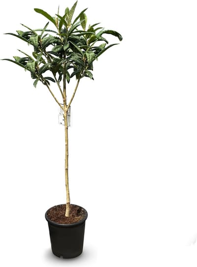 Sunny Tree - Japanse Wolmispel - Eriobotrya japonica - 150 cm - Sierplant voor Tuin en Balkon - Bladhoudende Plant