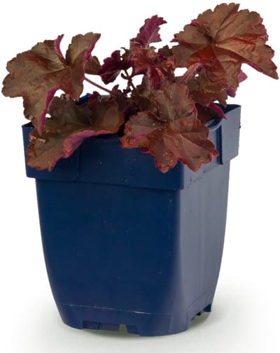 Green boutiQ - Vasteplant - Heuchera micr. Palace Purple - Purperklokje - Schaduw - Paars - 1 Plant - Pot 11cm - Hoogte 15-25cm