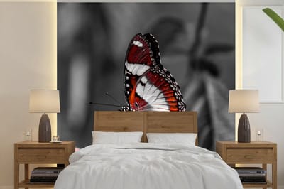 Behang - Fotobehang Vlinder - Dieren - Bloemen - Zwart wit - Oranje - Breedte 280 cm x hoogte 280 cm