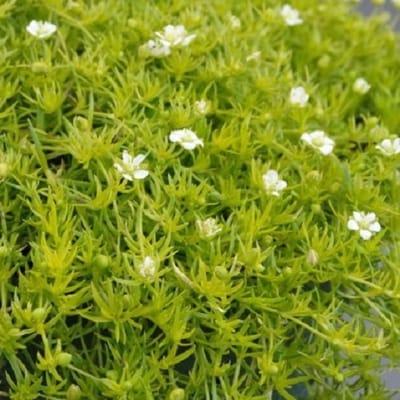 6x Sagina subulata 'Lime Moss' Pot 9x9cm - Groenblijvende bodembedekker voor tuinen