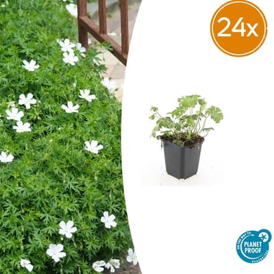 Trendyplants - Geranium sanguineum 'Album' - 24 stuks - Ooievaarsbek - Winterhard - Hoogte 10-30 cm - Potmaat Ø9cm