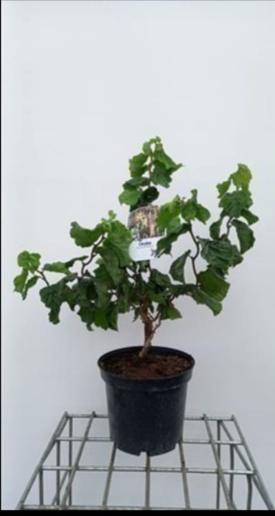 2 x Corylus av. 'Medusa' - Schijnhazelaar 40- 60 cm in pot