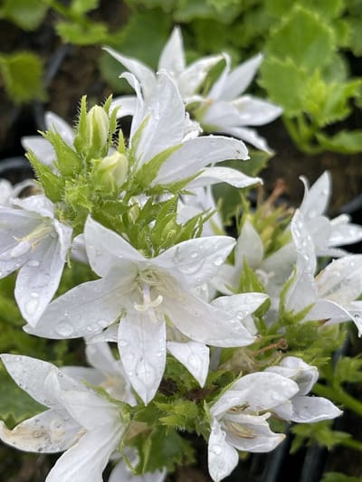 6x Klokje - Campanula posch. 'E.h. Frost' | 9x9 cm pot
